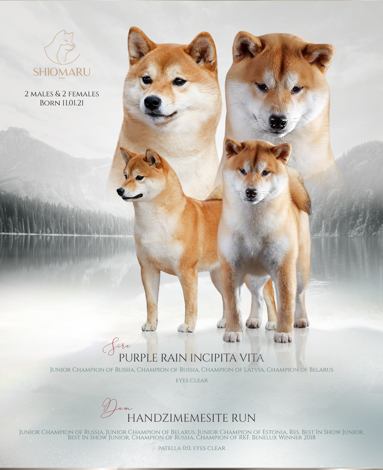 ПОМЕТЫ. SHIOMARU Питомник сиба и акита-ину