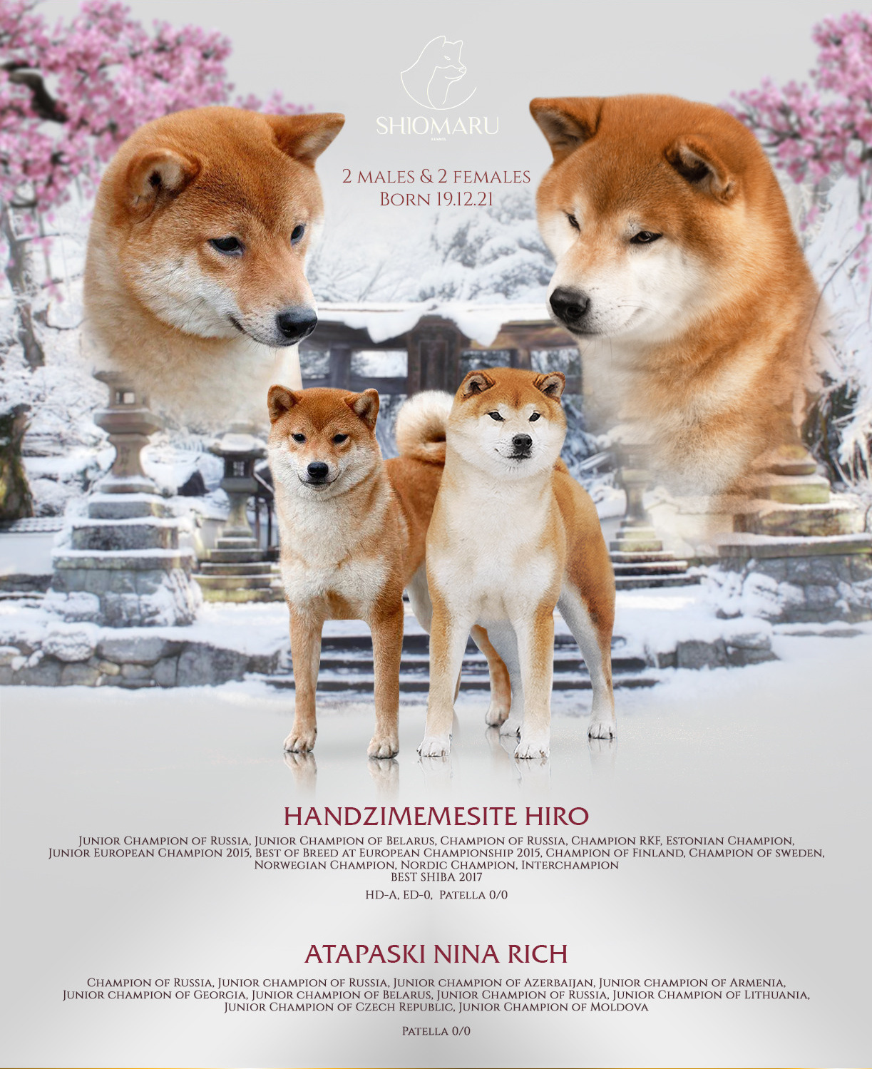 ПОМЕТЫ. SHIOMARU Питомник сиба и акита-ину