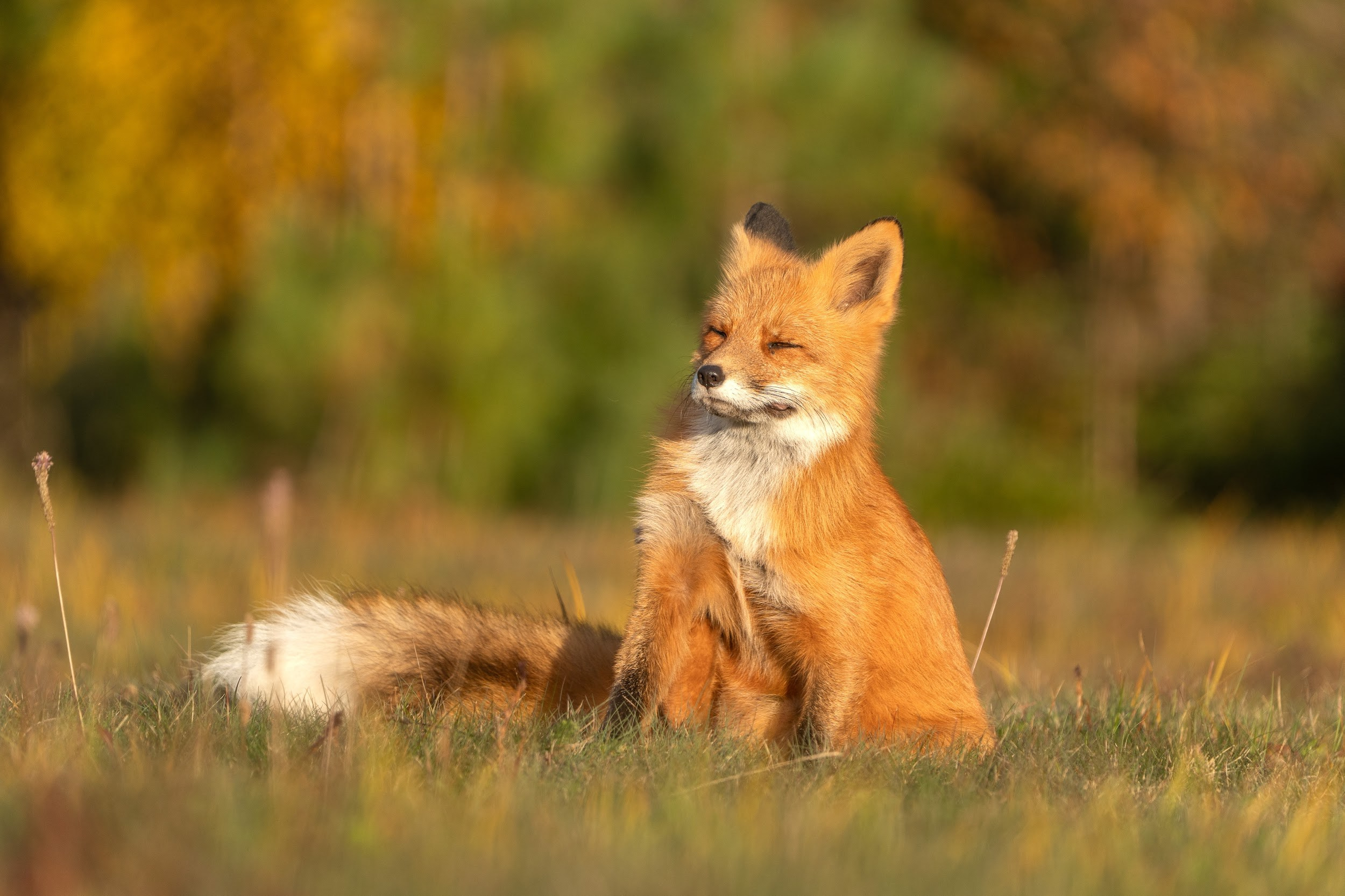 Фотограф Лубсан Чагдуров