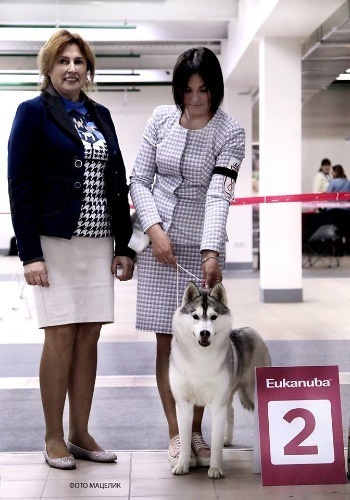 Новости питомника Ice Fantasy. Купить щенка Вельш-корги-кардиган в семейном питомнике — Ice Fantasy