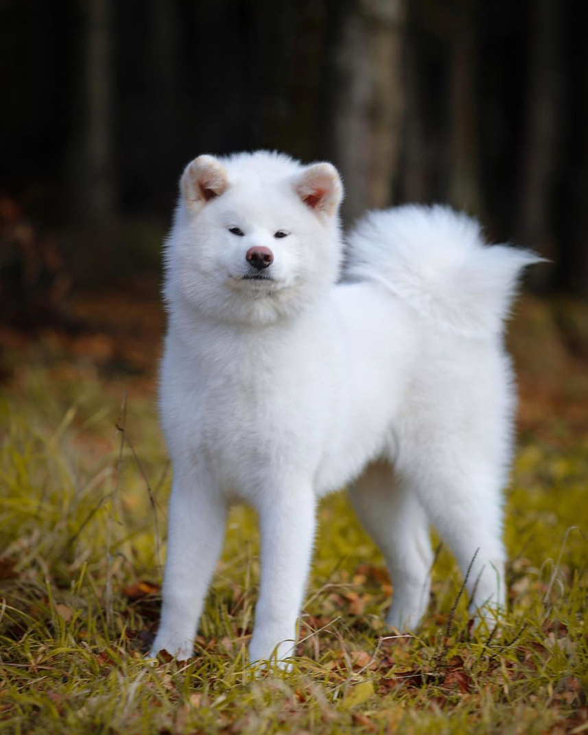 Female. Kennel Akita inu
