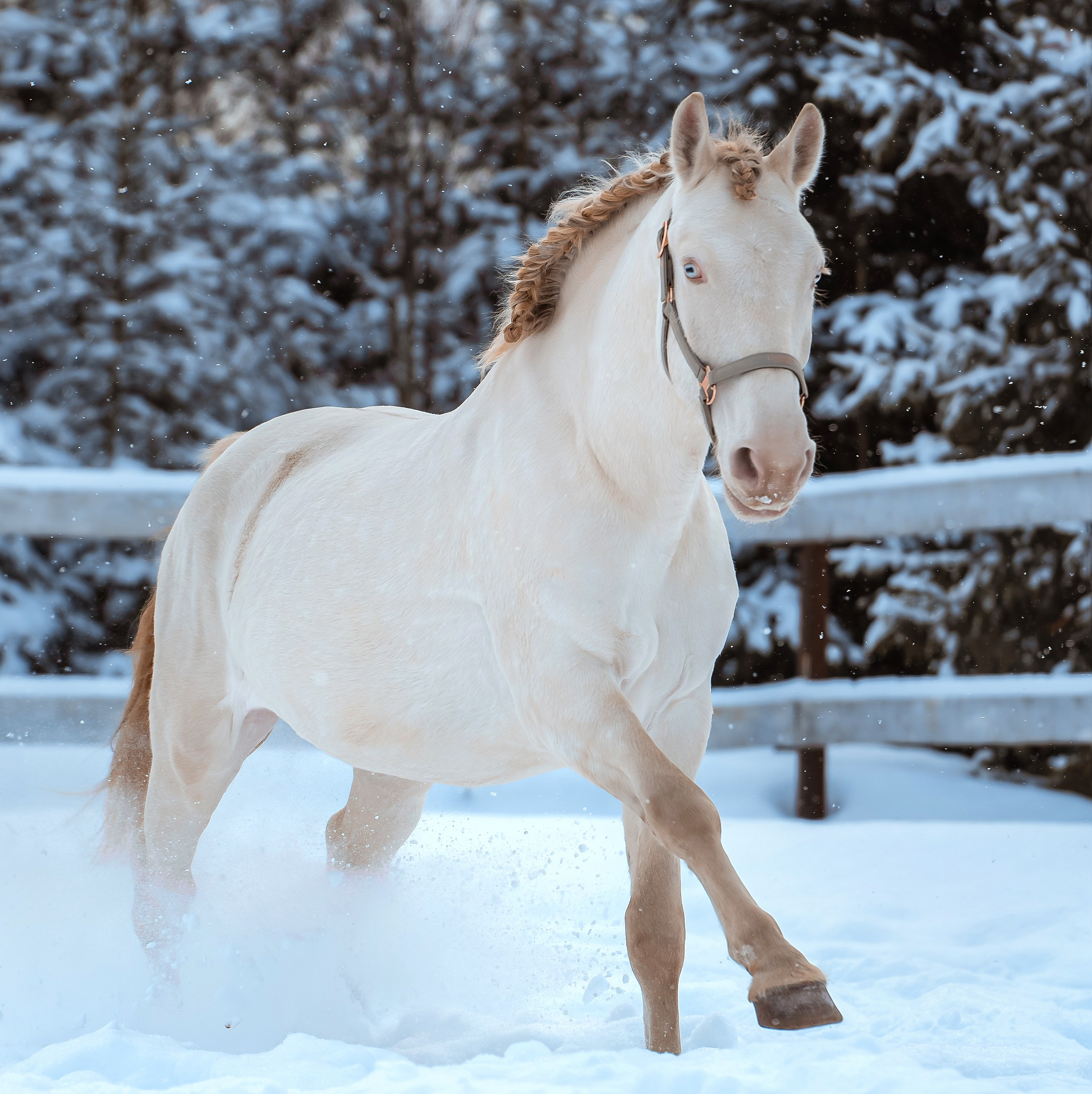Фотограф Дарья Соколовская