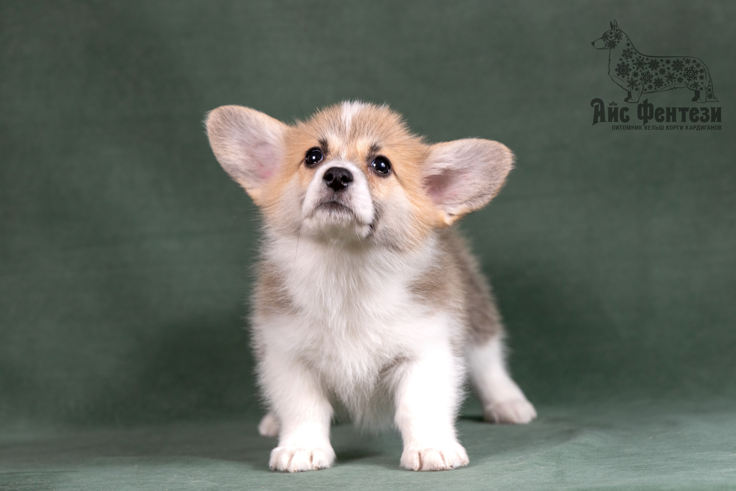 Купить щенка вельш корги кардиган из питомника Ice Fantasy. Ice Fantasy kennel: professional breeding of Siberian huskies and wels