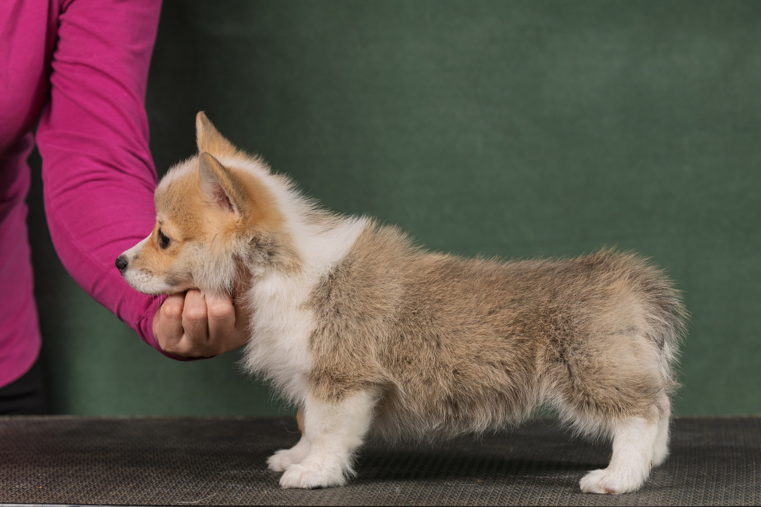 Купить щенка вельш корги кардиган из питомника Ice Fantasy. Ice Fantasy kennel: professional breeding of Siberian huskies and wels