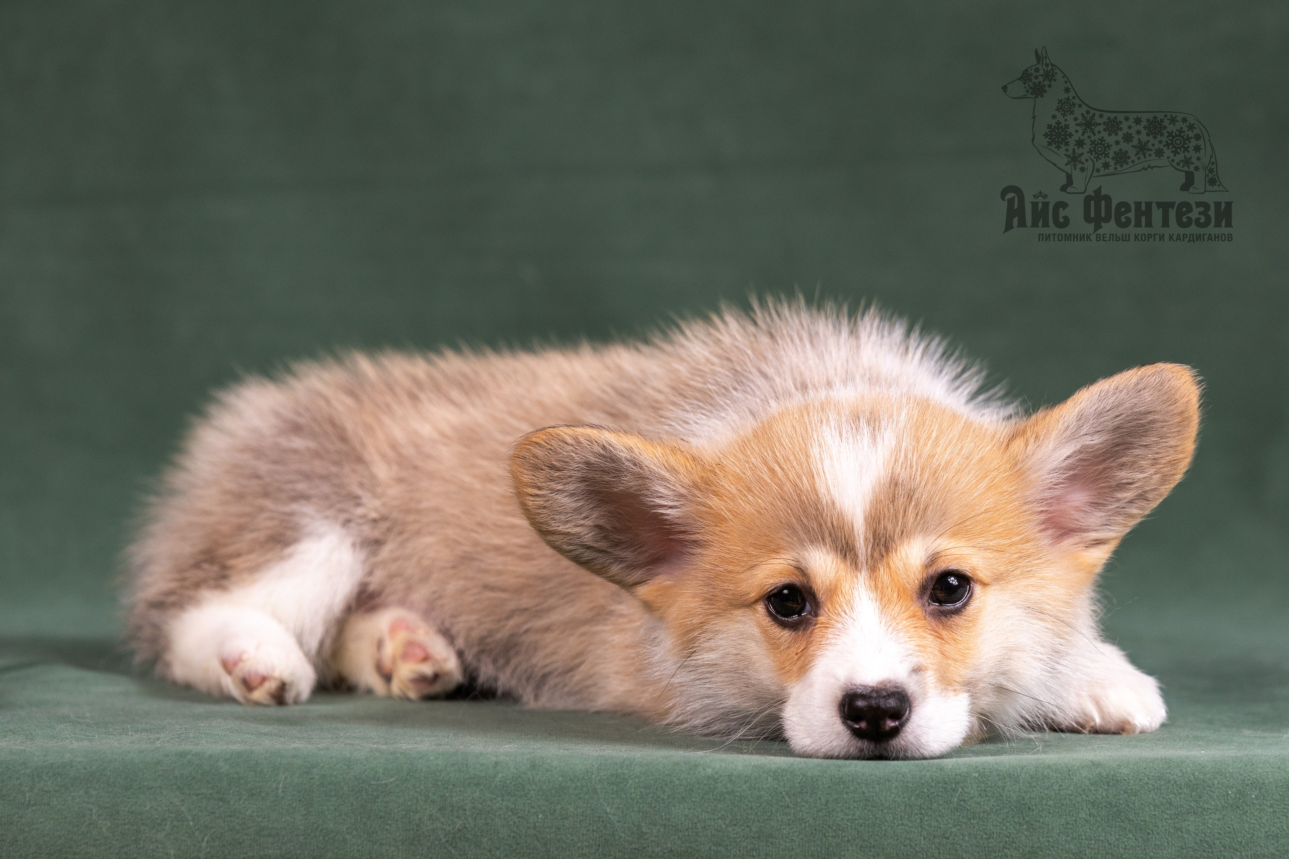 Купить щенка вельш корги кардиган из питомника Ice Fantasy. Ice Fantasy kennel: professional breeding of Siberian huskies and wels
