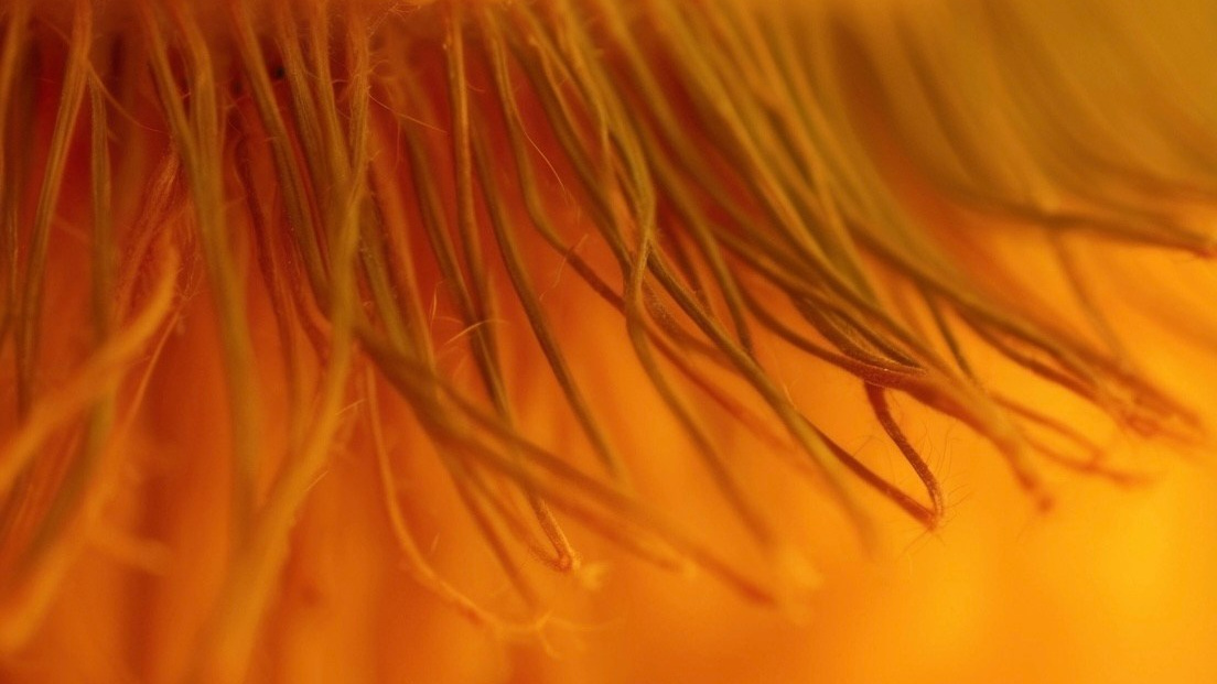 Ширяева Ольга