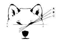 О ПОРОДЕ СИБА-ИНУ. SHIOMARU Питомник сиба и акита-ину