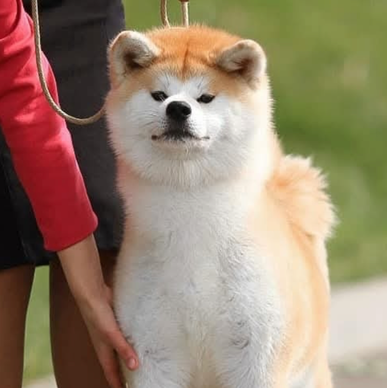 Окрасы японской акиты