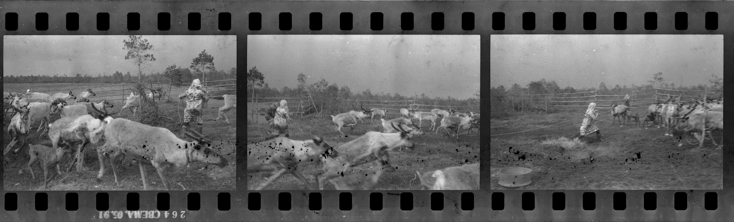 Oil and Moss. Igor Tereshkov