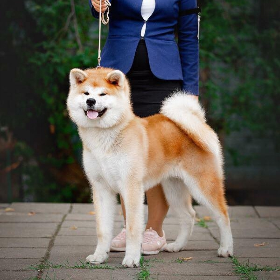Dog show 2018. SHIOMARU Питомник сиба и акита-ину