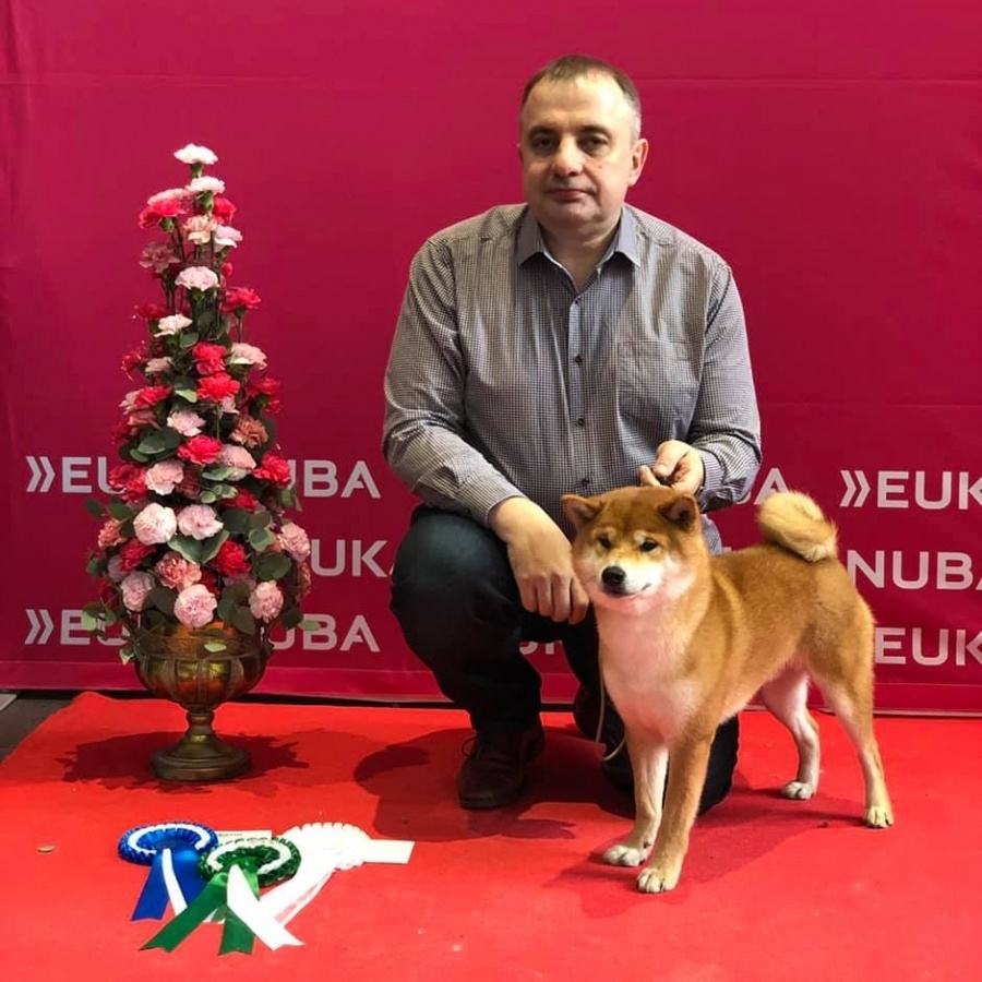 GRADUATES OF THE KENNEL. SHIOMARU Shiba and Akita Inu Kennel