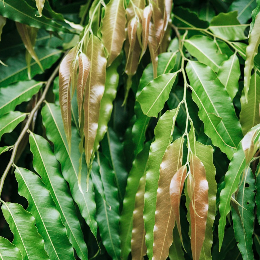 Услуги. ИНфото. Авторские фотографии для интерьеров