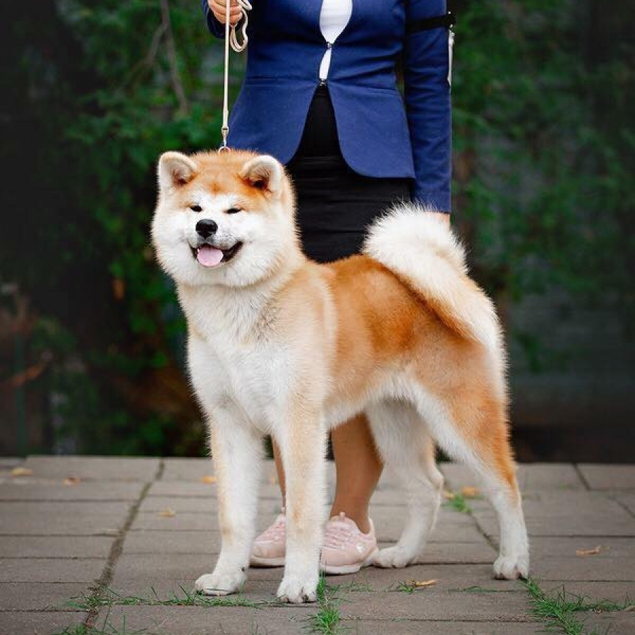 Dog show 2018. SHIOMARU Питомник сиба и акита-ину