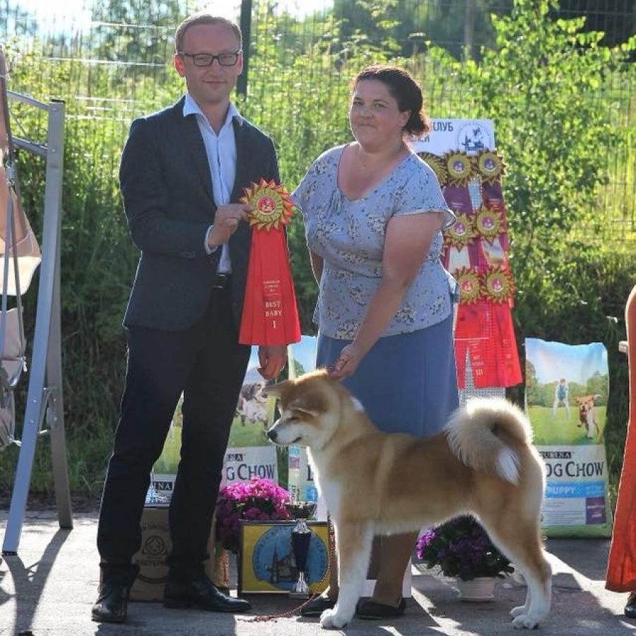 Выпускники питомника. SHIOMARU Питомник сиба и акита-ину