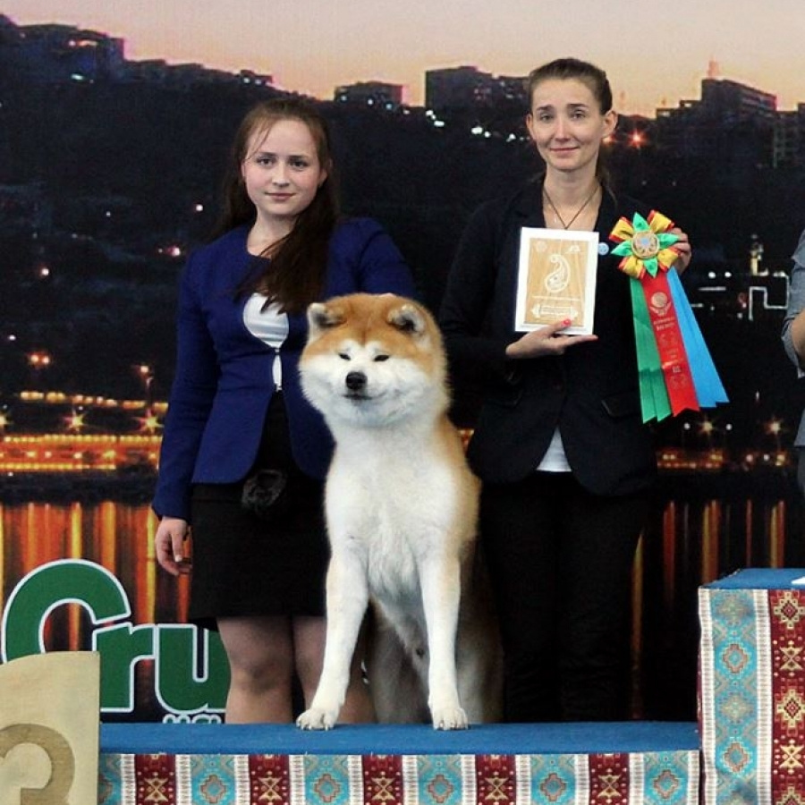Dog show 2018. SHIOMARU Питомник сиба и акита-ину