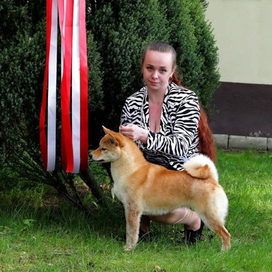 Dog show 2017. SHIOMARU Питомник сиба и акита-ину