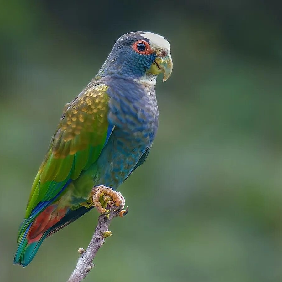 Попугай пионус — тихий и ласковый обитатель зоопарка