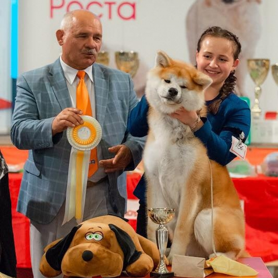 Dog show 2018. SHIOMARU Питомник сиба и акита-ину