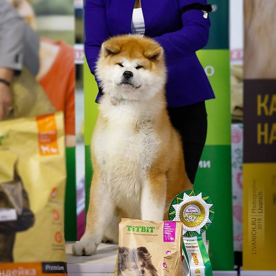 2019. SHIOMARU Shiba and Akita Inu Kennel