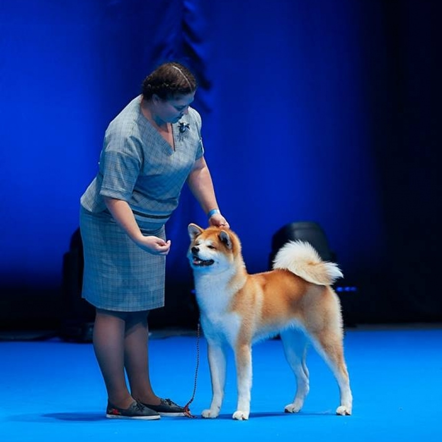Dog show 2018. SHIOMARU Питомник сиба и акита-ину