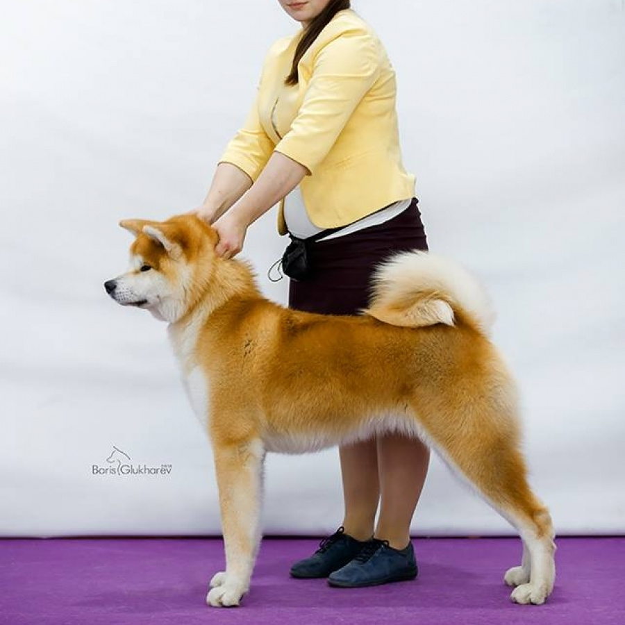 Dog show 2018. SHIOMARU Питомник сиба и акита-ину