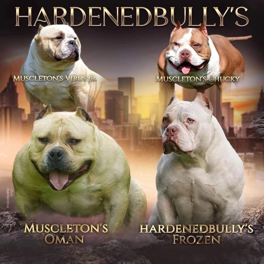 презентация производителей американского булли 