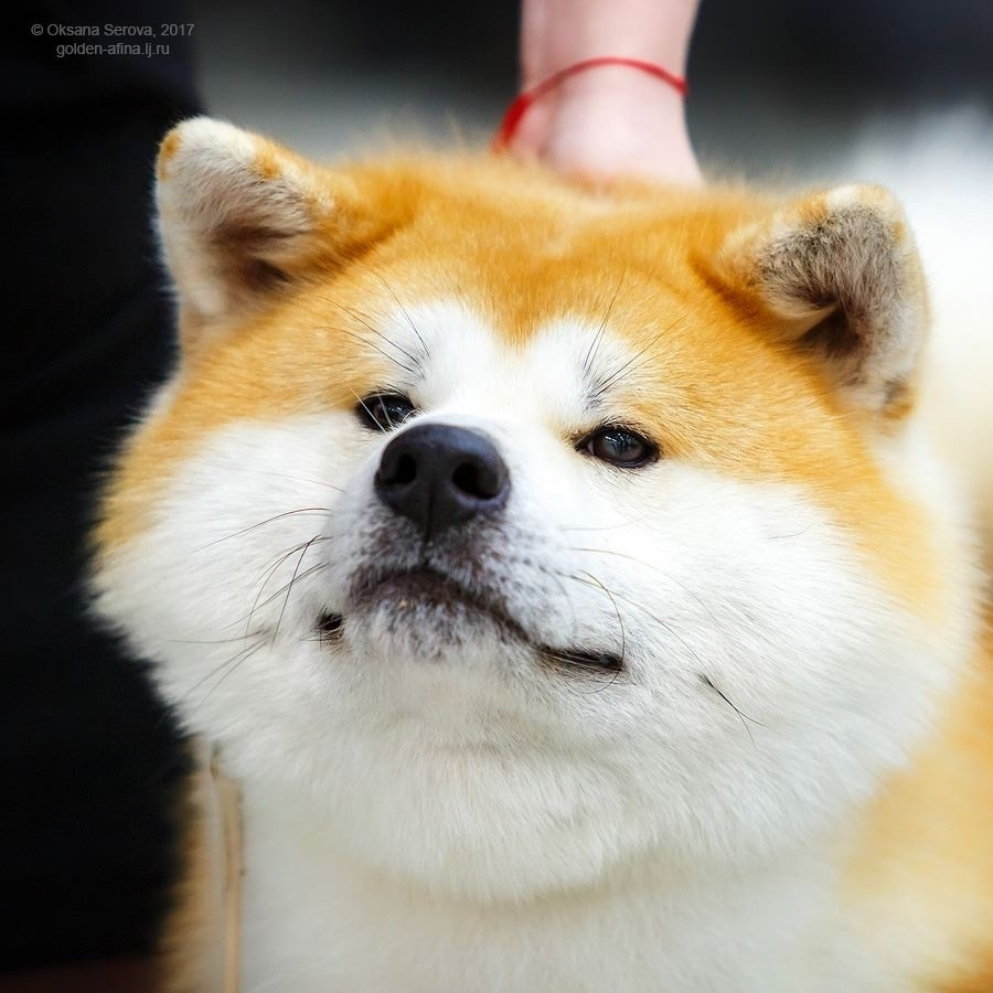Dog show 2017. SHIOMARU Питомник сиба и акита-ину