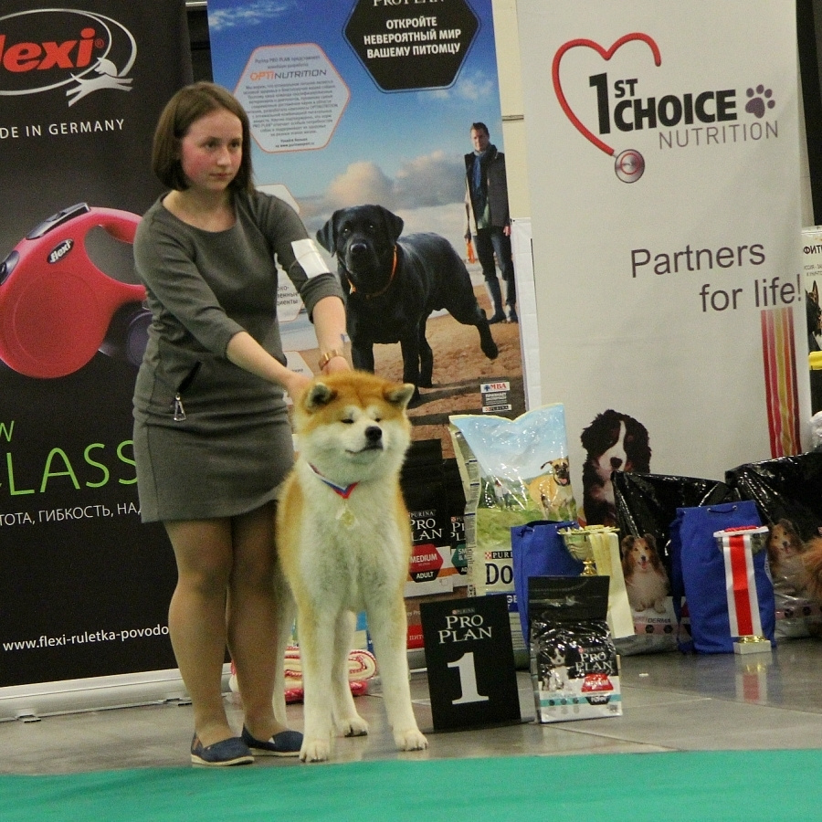 Dog show 2017. SHIOMARU Питомник сиба и акита-ину
