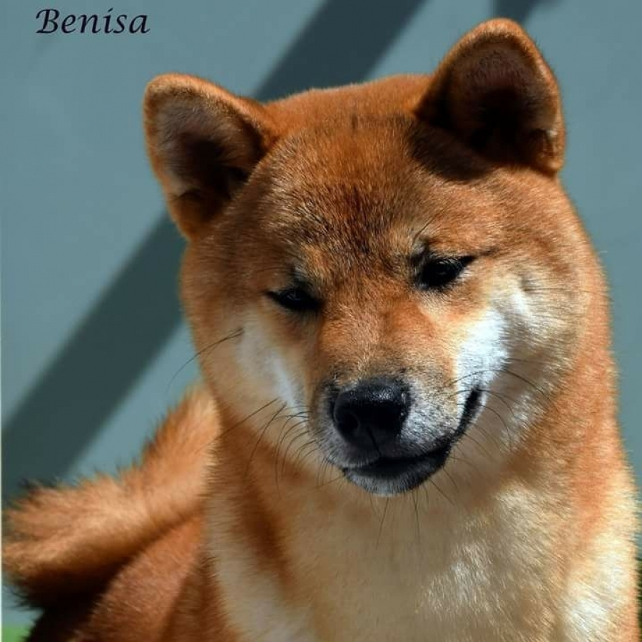 GRADUATES OF THE KENNEL. SHIOMARU Shiba and Akita Inu Kennel