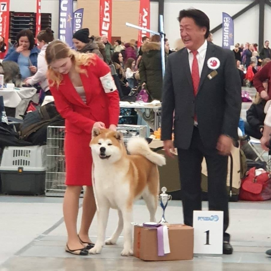 GRADUATES OF THE KENNEL. SHIOMARU Shiba and Akita Inu Kennel