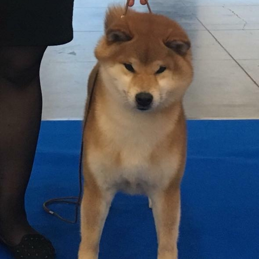 Dog show 2018. SHIOMARU Питомник сиба и акита-ину