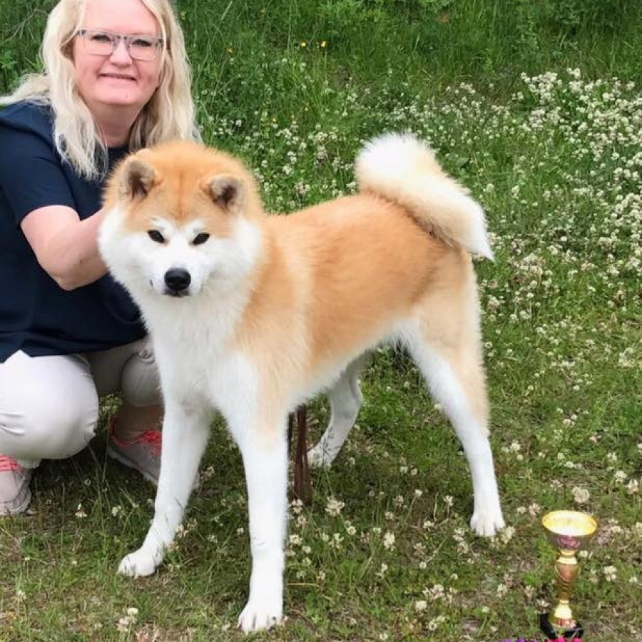 GRADUATES OF THE KENNEL. SHIOMARU Shiba and Akita Inu Kennel