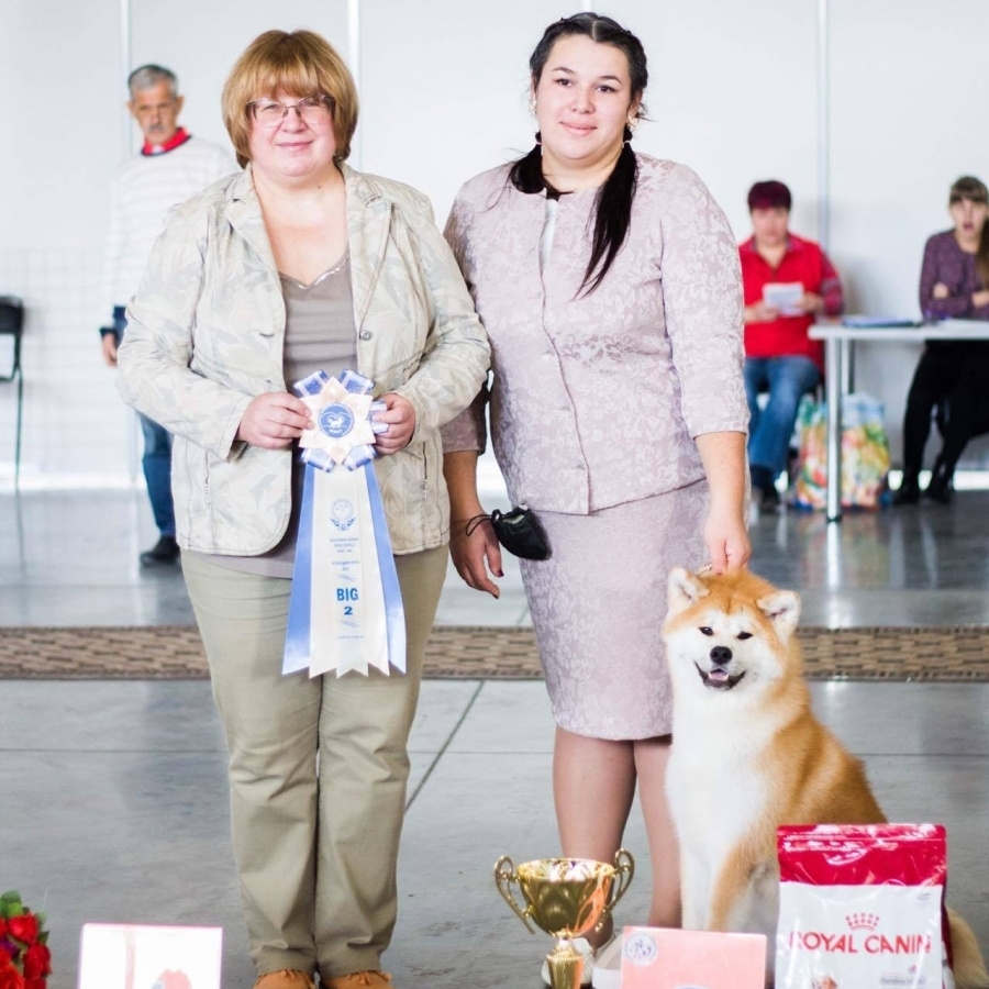 GRADUATES OF THE KENNEL. SHIOMARU Shiba and Akita Inu Kennel