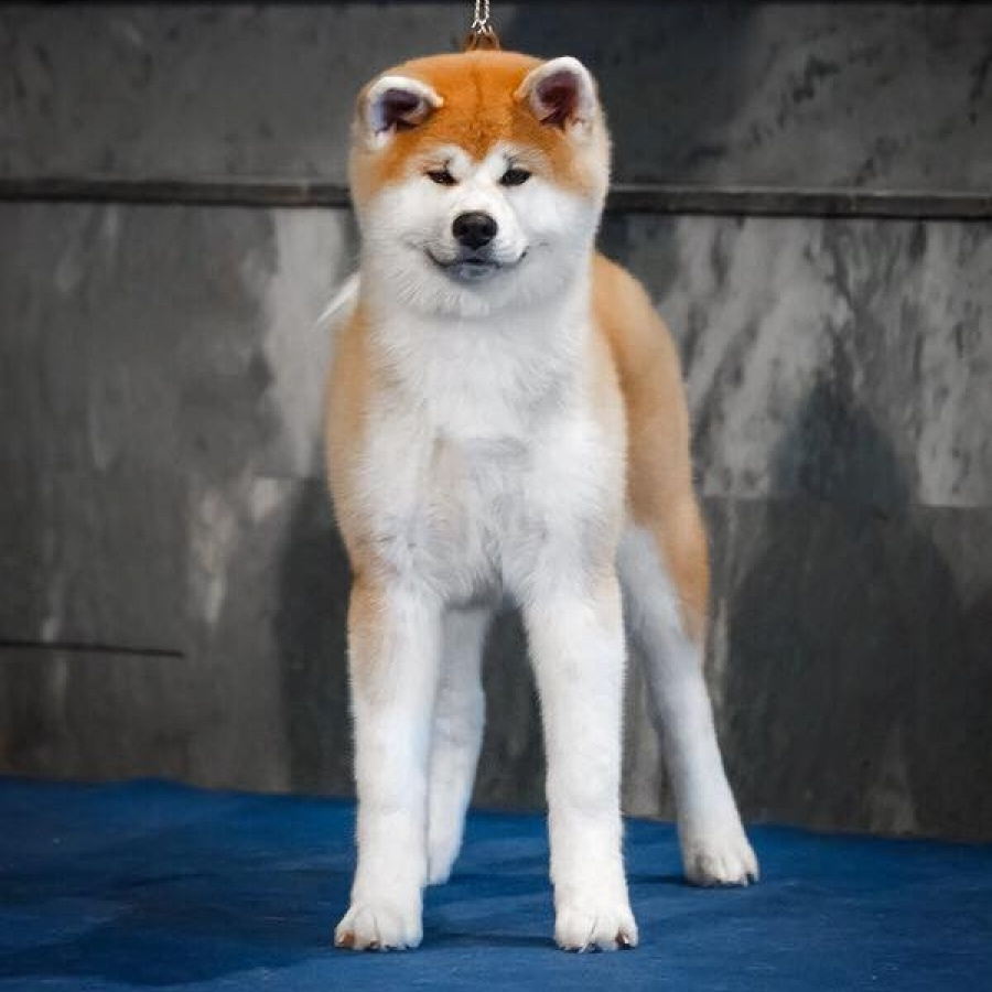 Dog show 2018. SHIOMARU Питомник сиба и акита-ину