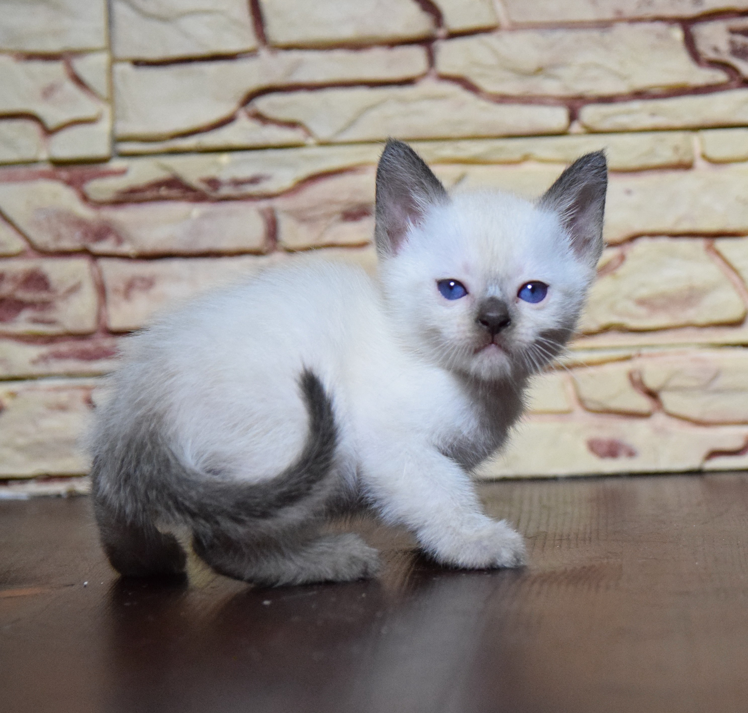 Котята. Питомник тайских кошек в Санкт-Петербурге Noyland