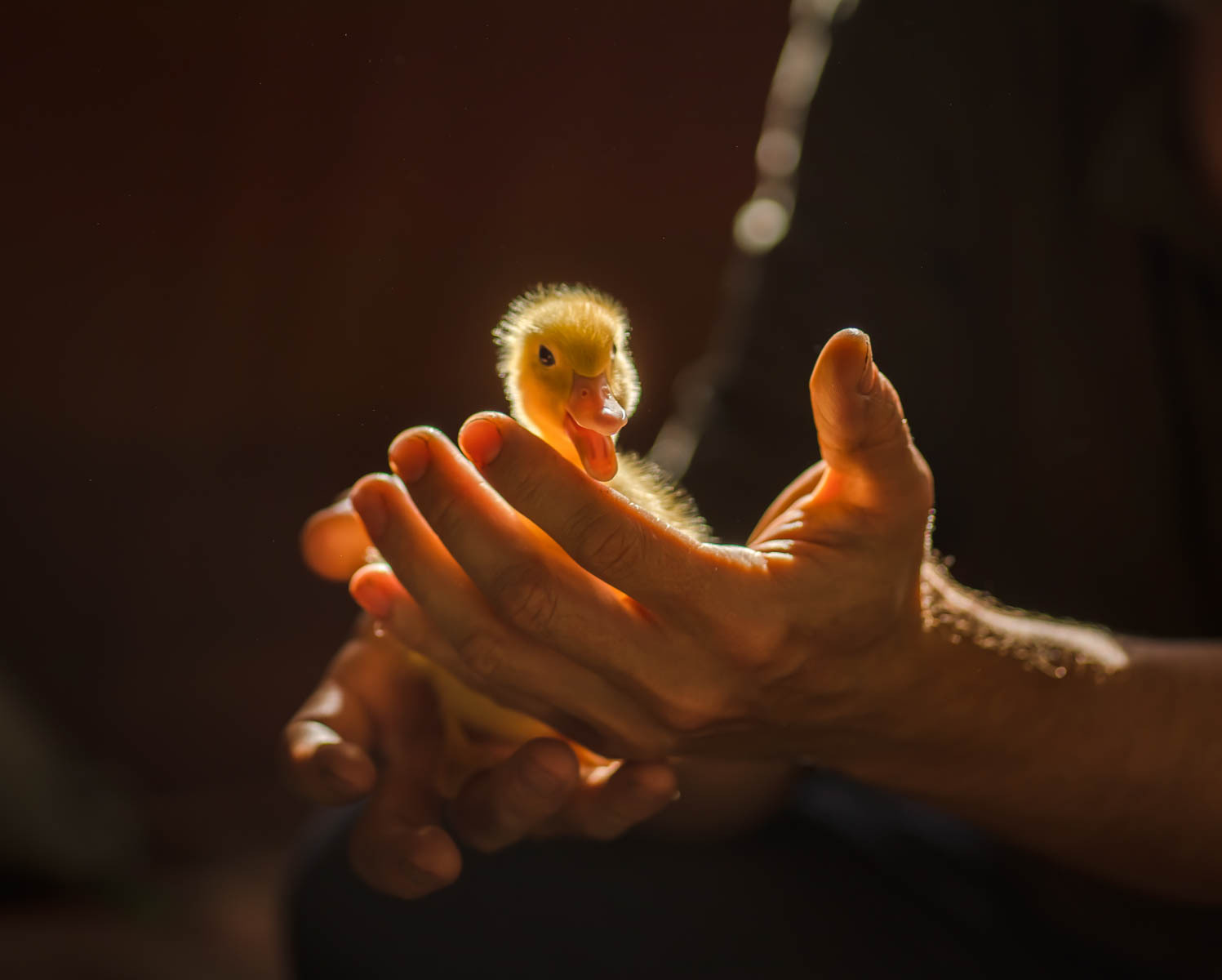 duckling, gosling, goslings, yellow, little gosling, chicken, spring, yellow goslings, light, vintage, grazing, cute goslings, birds, nature, dandelions, goslings and dandelions, retro, village, farm, cute baby, nature photography, photographer Yekaterinburg, family photography, Svetlana Korneliuk, Svetlana Korneli, фотограф Екатеринбург, детский фотограф, семейный фотограф. 