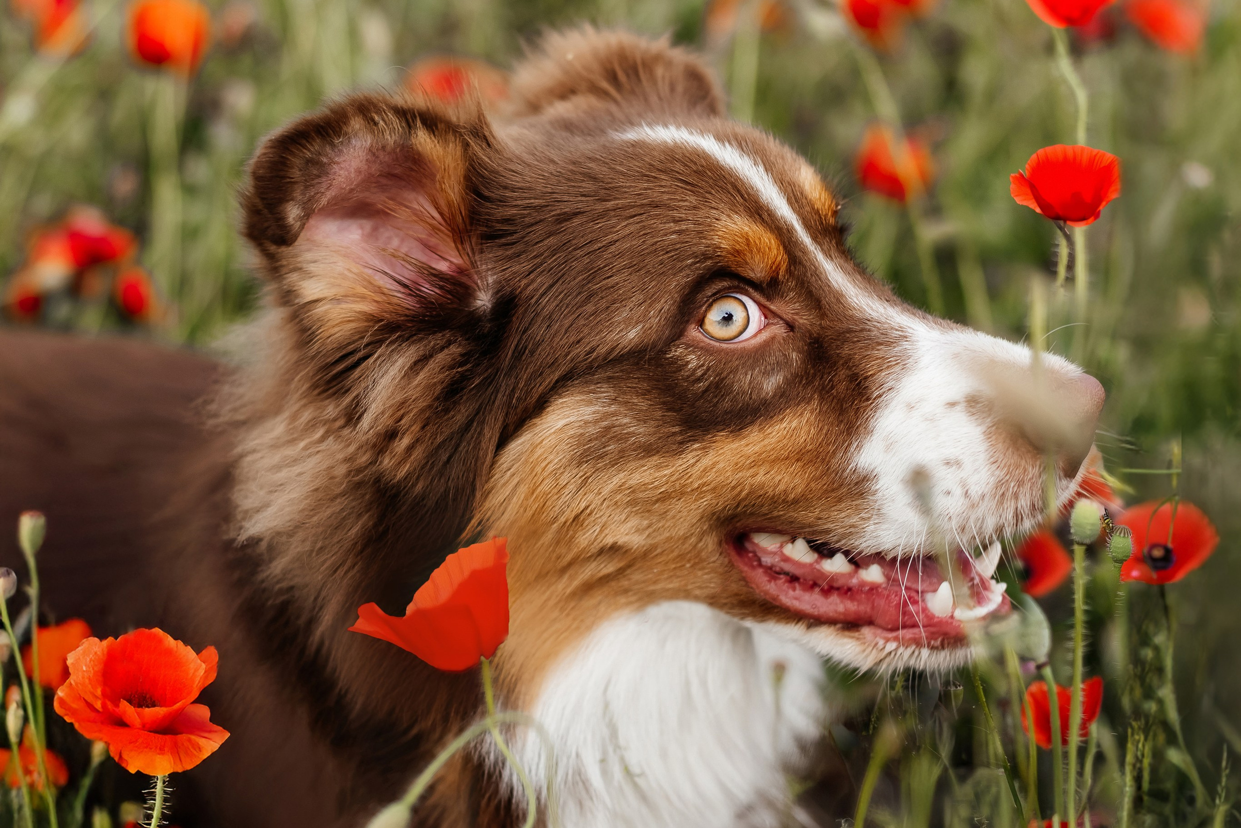Портфолио animal. Фотограф — анималист Маргарита Хелбен Краснодар