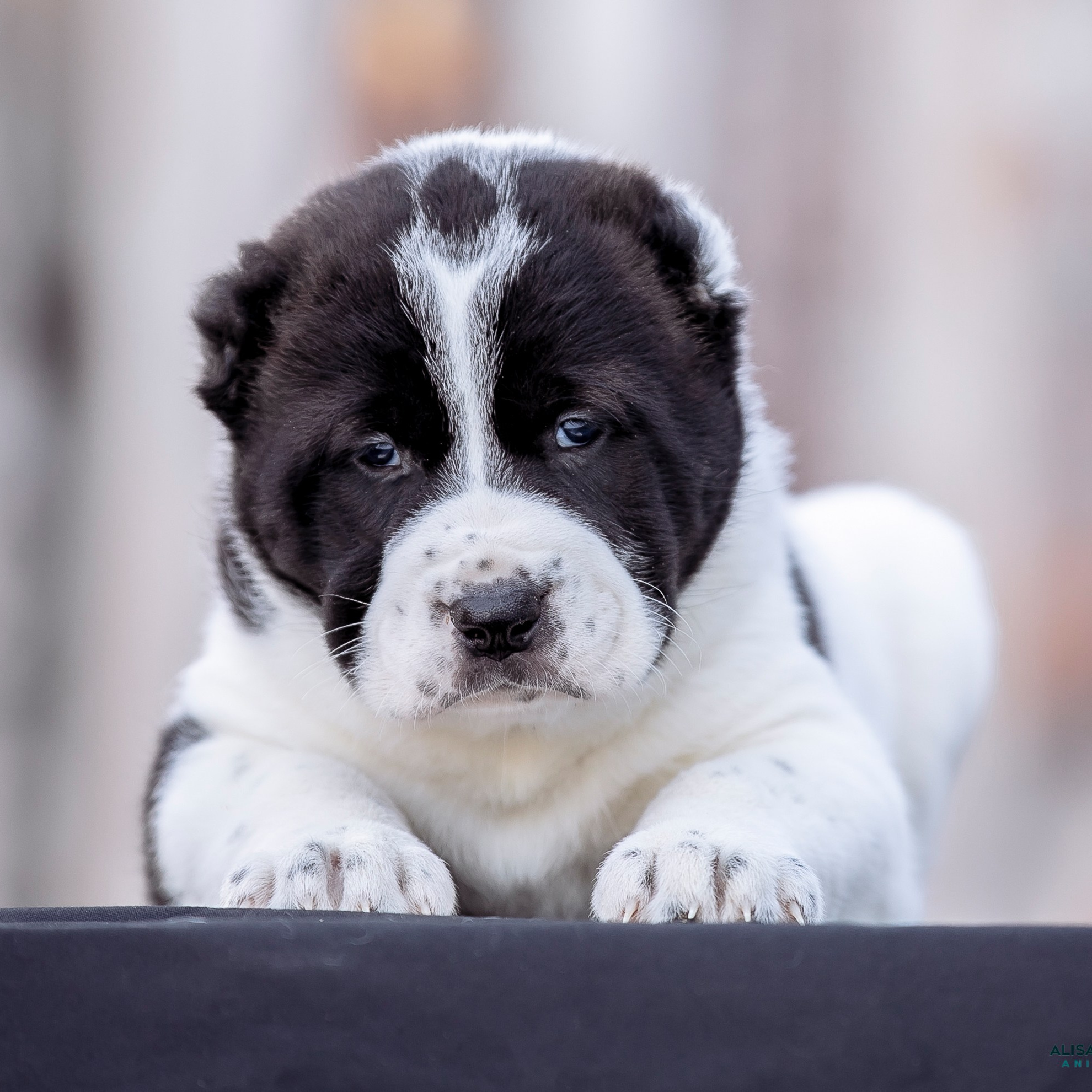 Главная. Фотограф — видеограф Алиса Дружинина