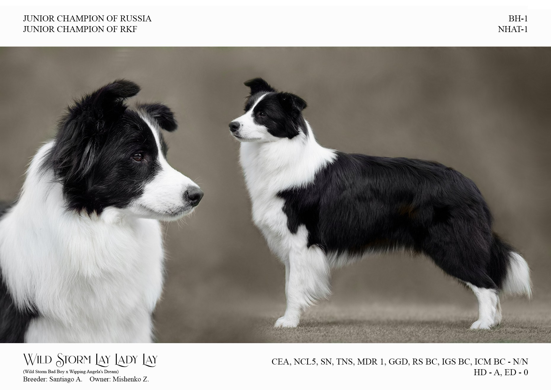 Wild Storm Lay Lady Lay — Лиза. О нас