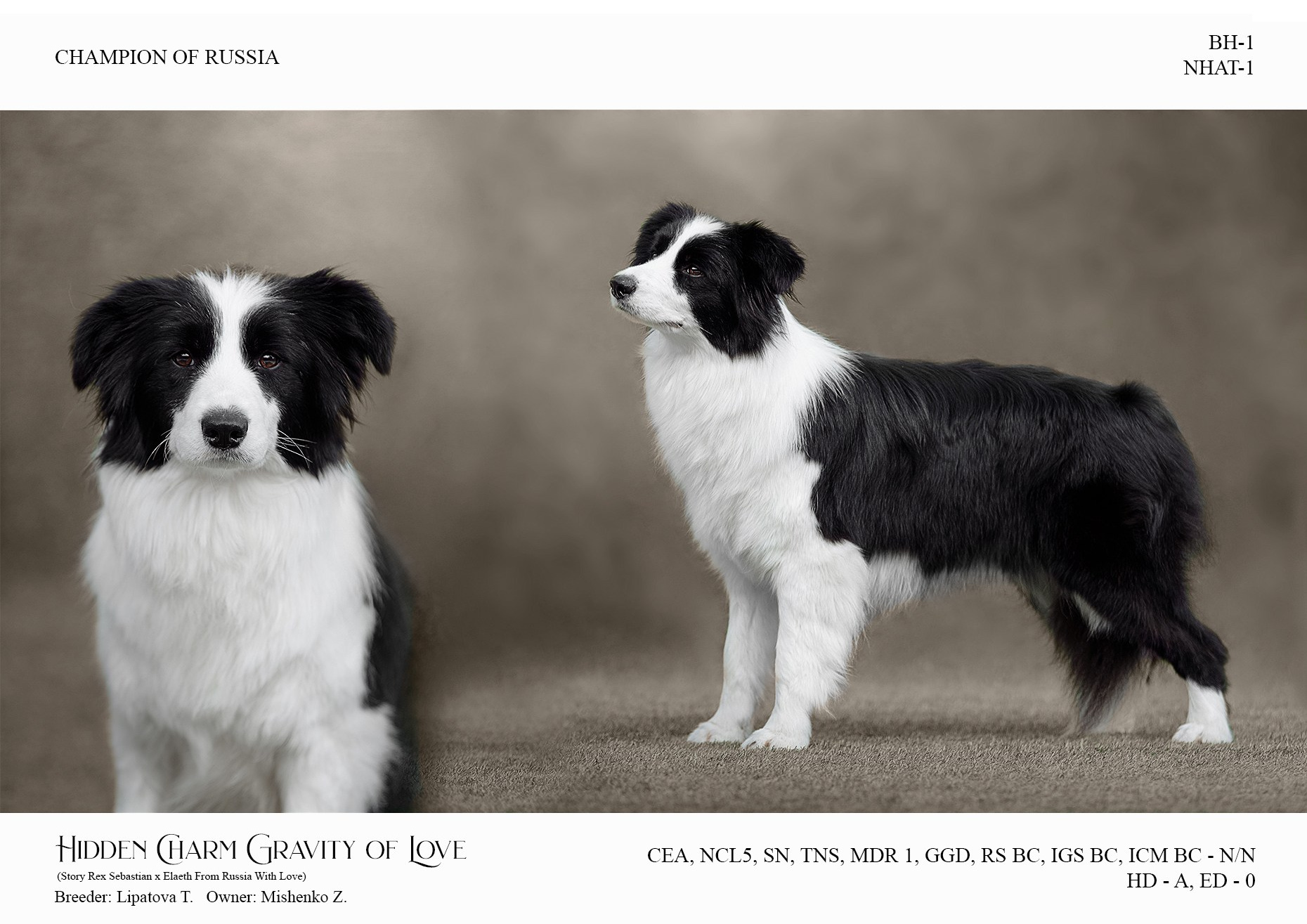 Hidden Charm Gravity Of Love — Грета. О нас