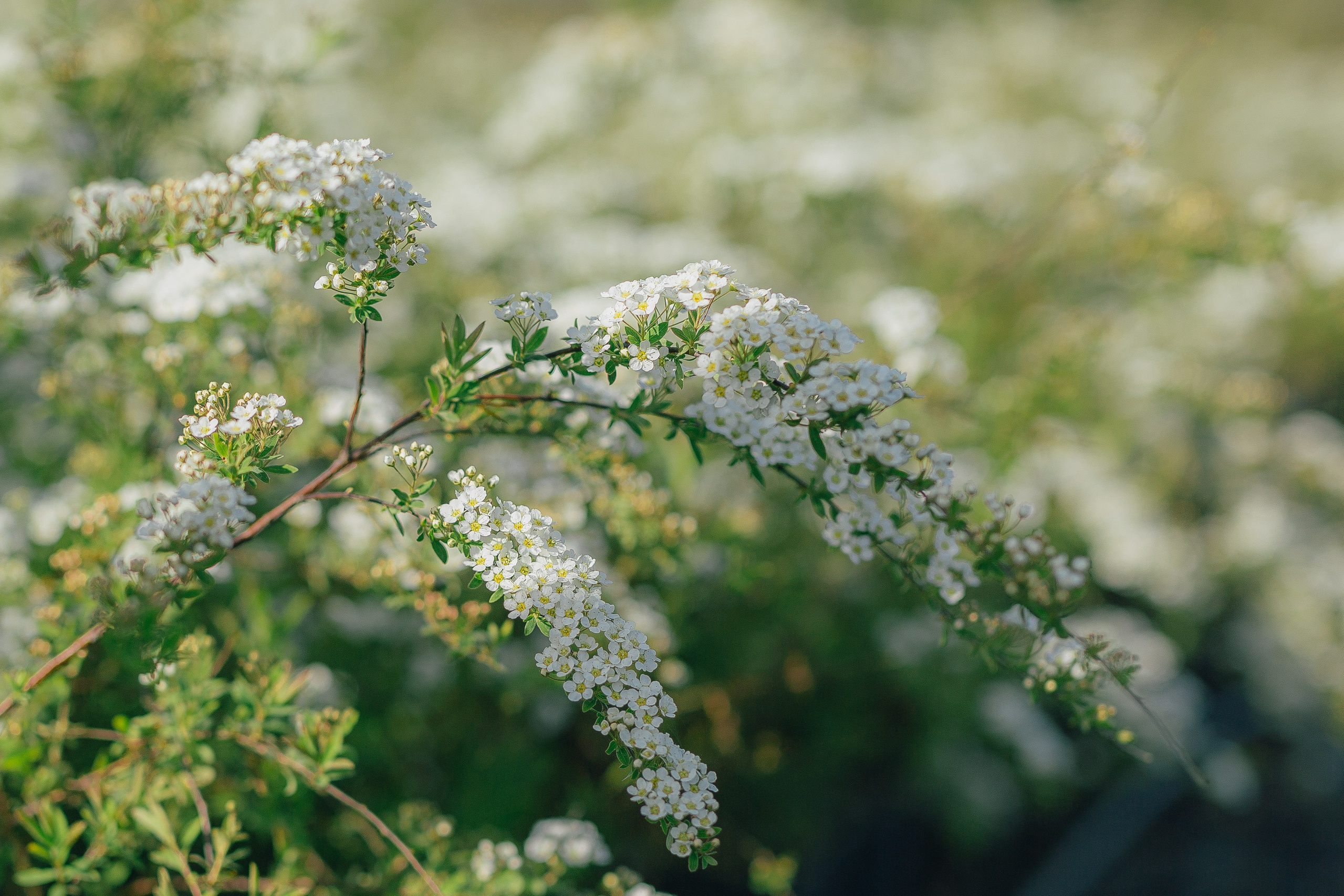 Фотосъемка для питомника растений «Алексеевская Дубрава» — кейс фотографа. Кристина Бирон — контент-креатор: Reels, фото/видео для бизнеса в СПб и Москве + AI-контент по РФ
