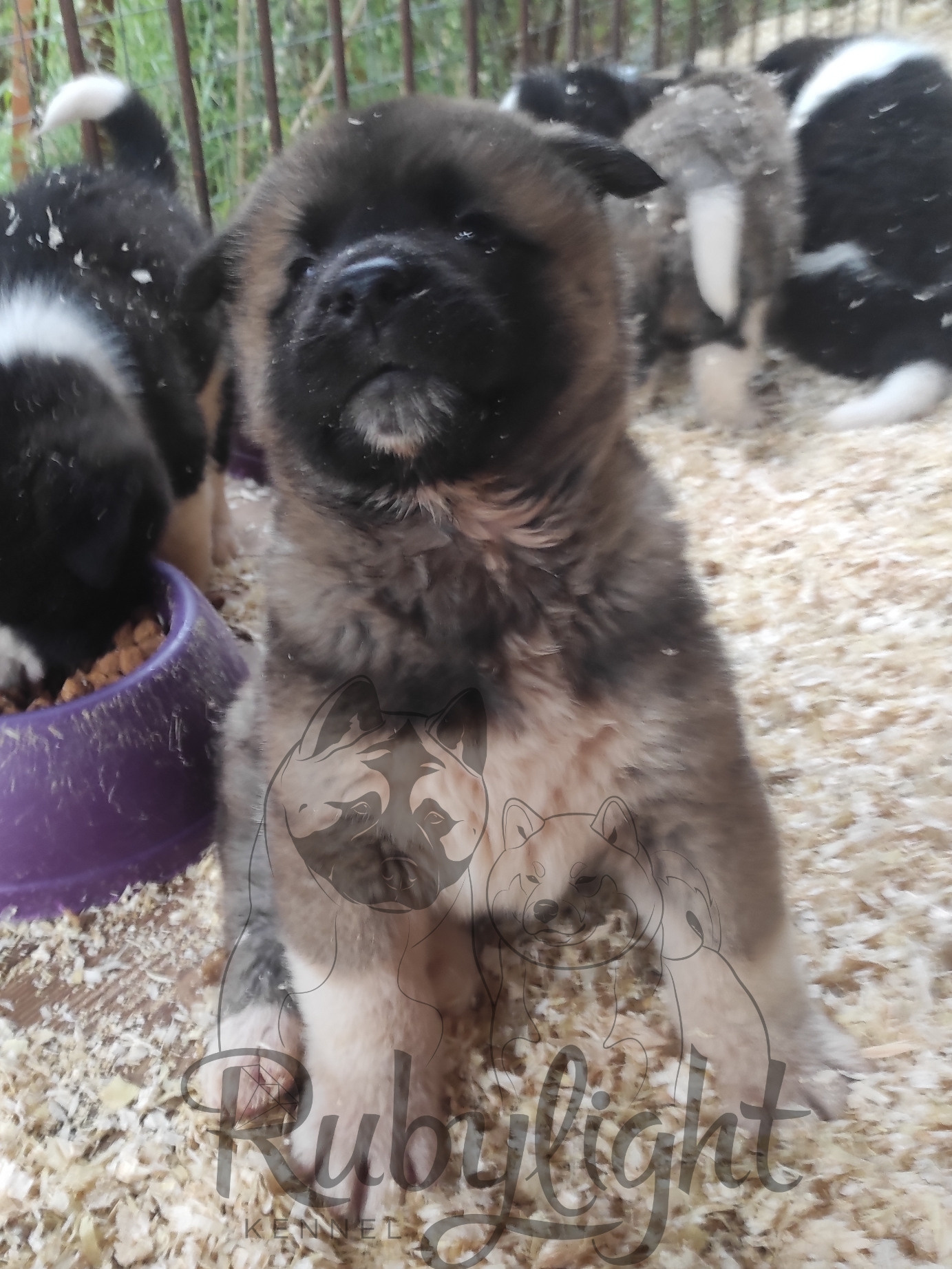 Щенки американская акита. Американская акита I Сиба ину I Питомник RUBYLIGHT