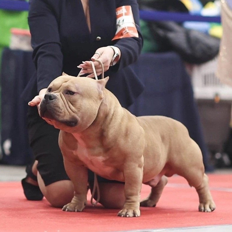 FORTIS FORTUNA VALIDI ZEVS. Американский Булли в г. Ростов-на-Дону. Питомник THE POWER OF SIBERIA