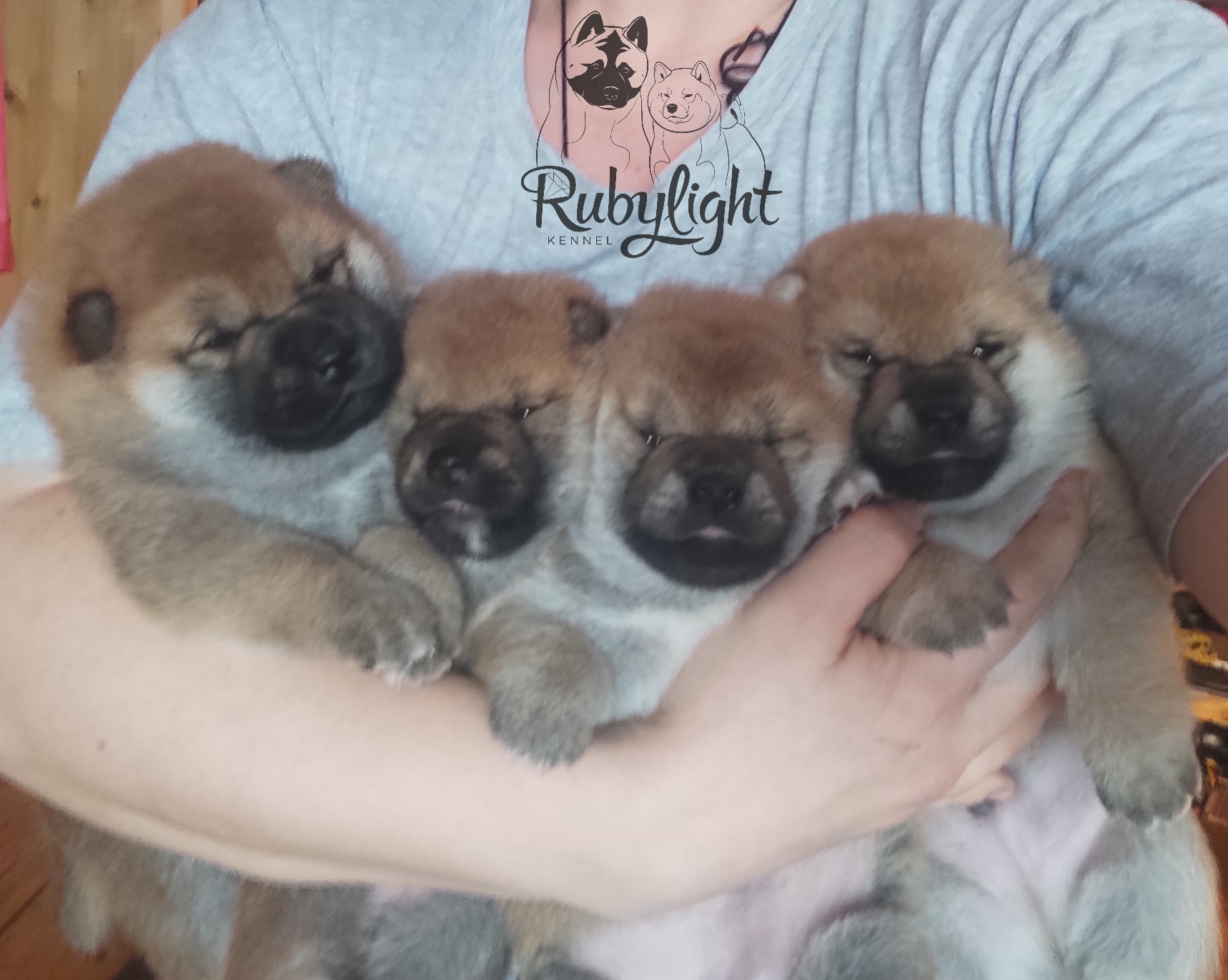 сиба щенок купить питомник RUBYLIGHT