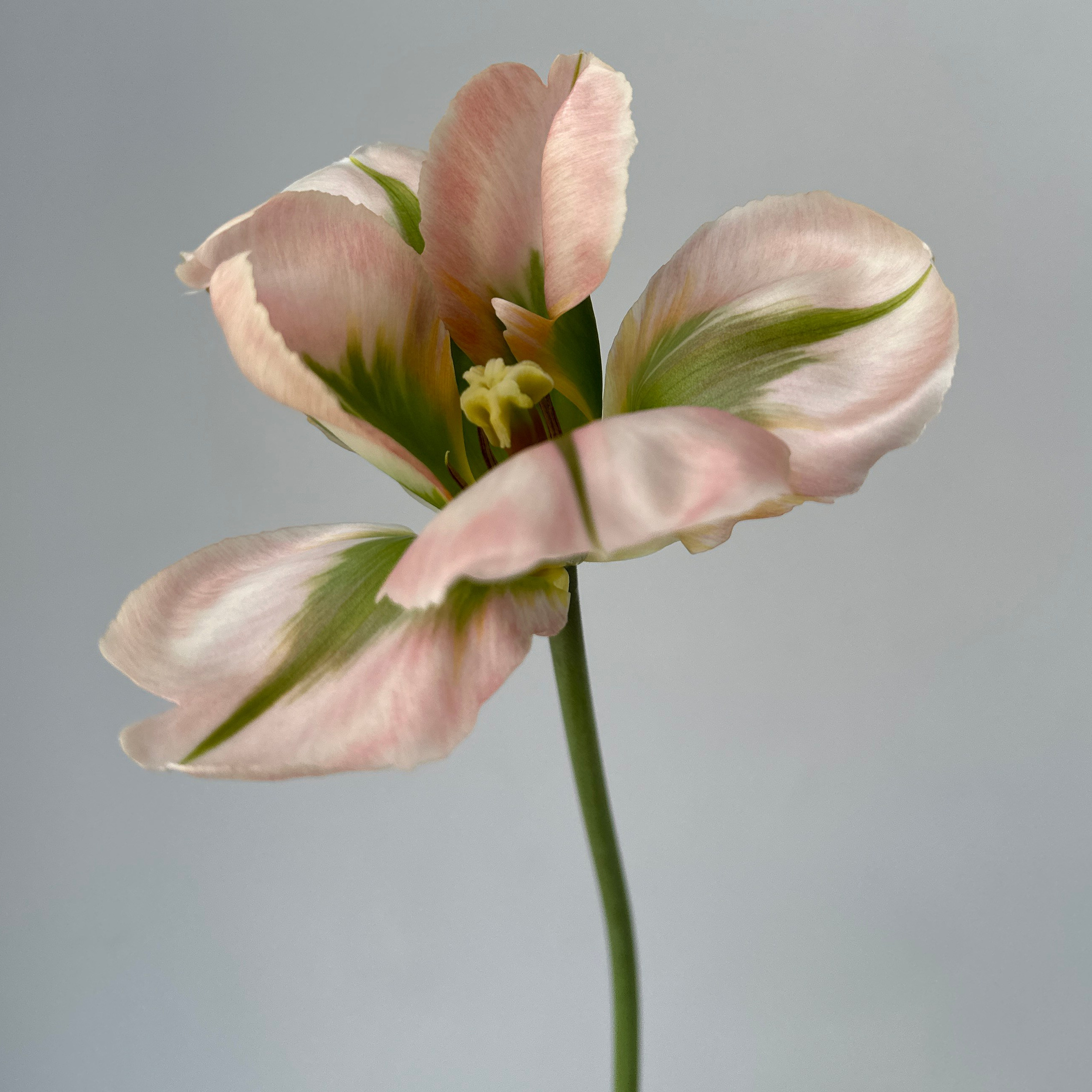 Сервис. Цветочная студия Siena Flowers Воронеж