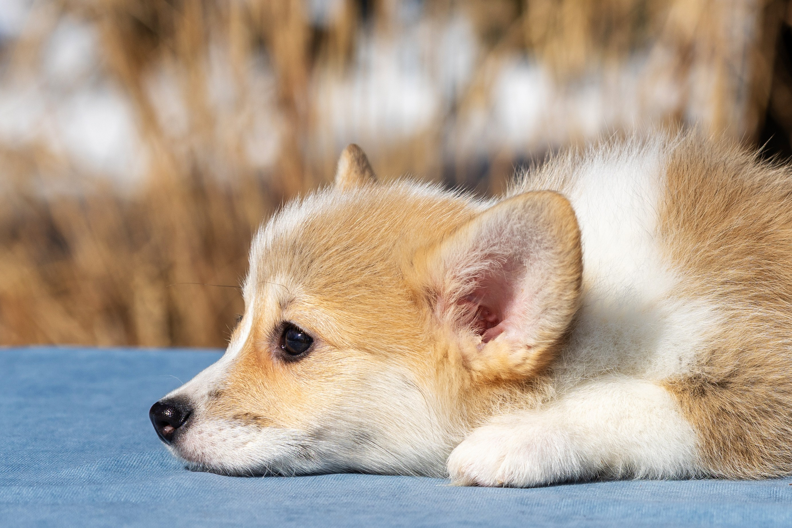 Купить щенка вельш корги кардиган из питомника Ice Fantasy. Купить щенка Вельш-корги-кардиган в семейном питомнике — Ice Fantasy