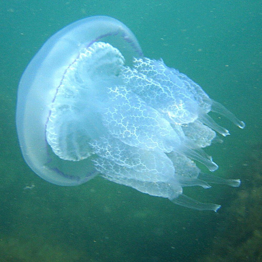 ПРОЕКТЫ КАФЕДРЫ. Главная