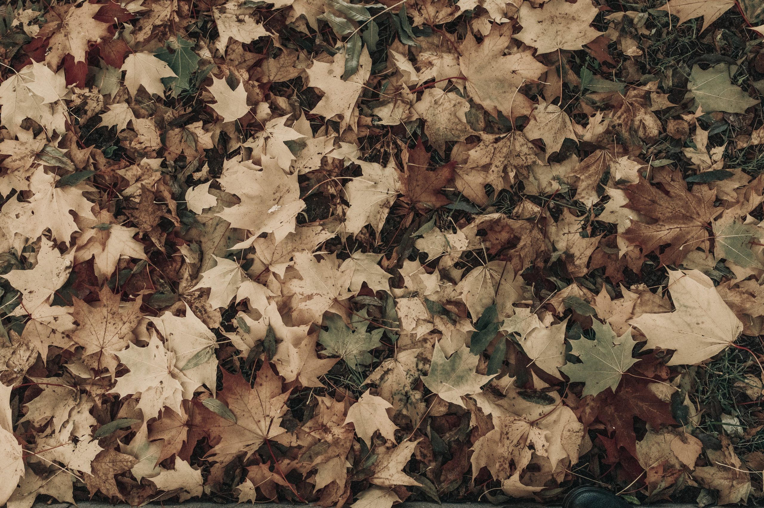 Пресеты лайтрум. Семейный детский фотограф в Калининграде Анна Каратай