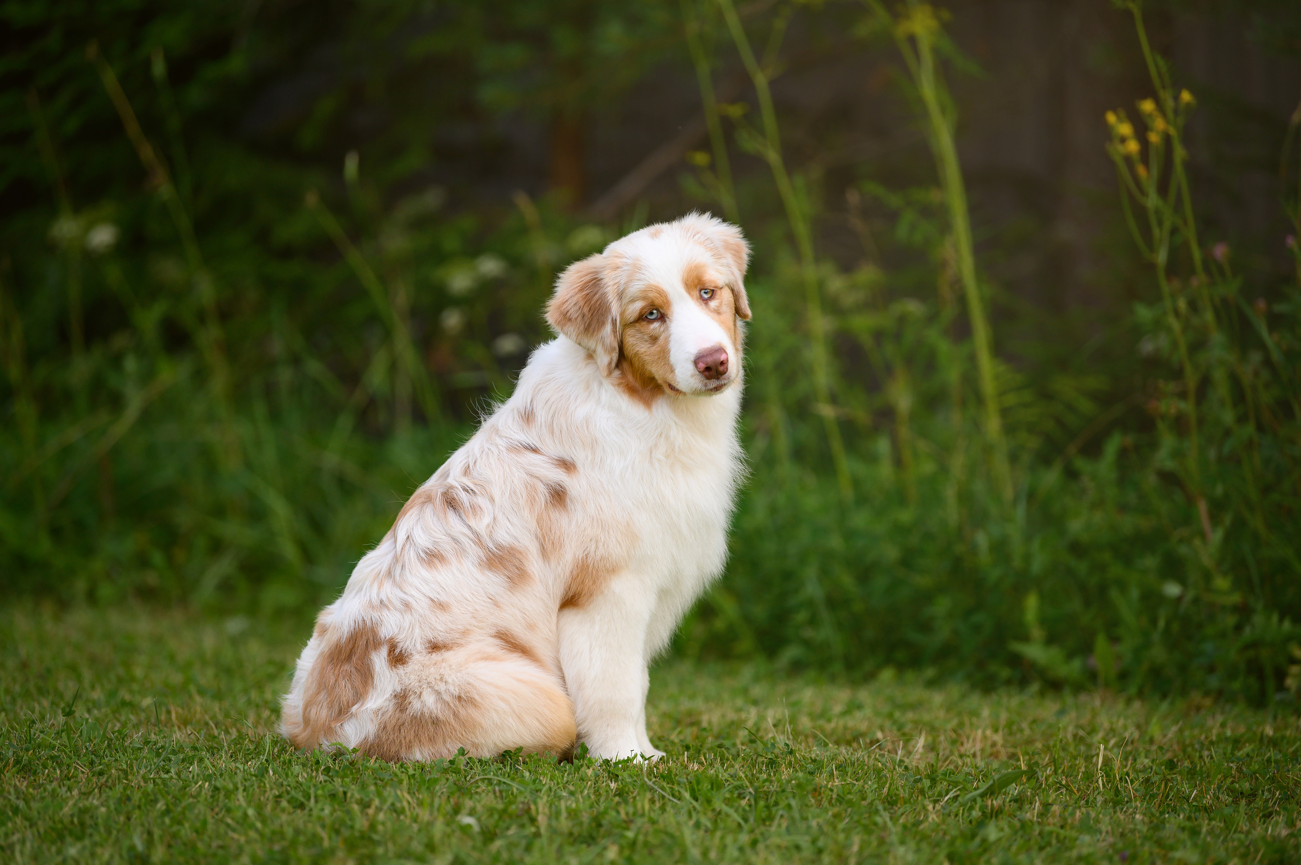 СУКИ. Питомник австралийских овчарок «APPLEDORE»