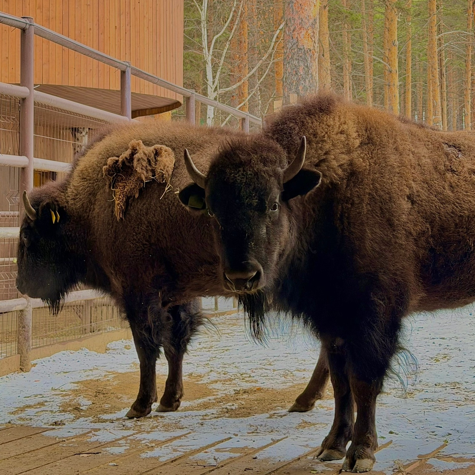 Американский бизон Манго в вольере зоопарка Лесная Братва